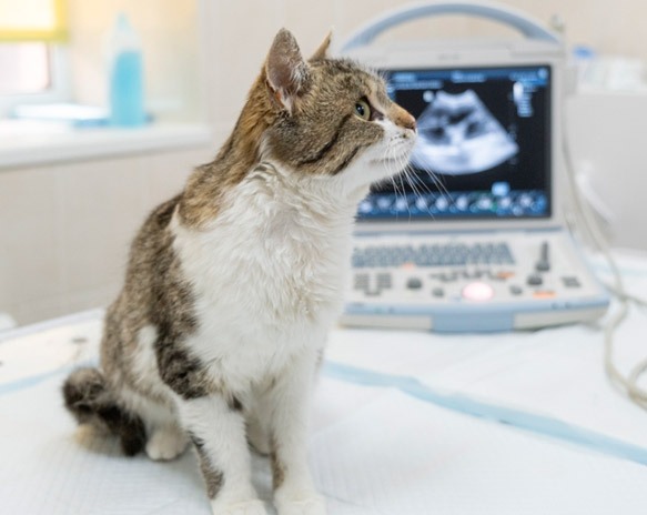 Tecnologias que transformaram a saúde humana impulsionam a medicina veterinária